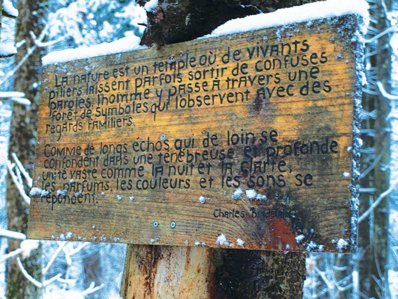 L'une des nombreuses phrases inspirations en forêt chez Entre Cimes et Racines