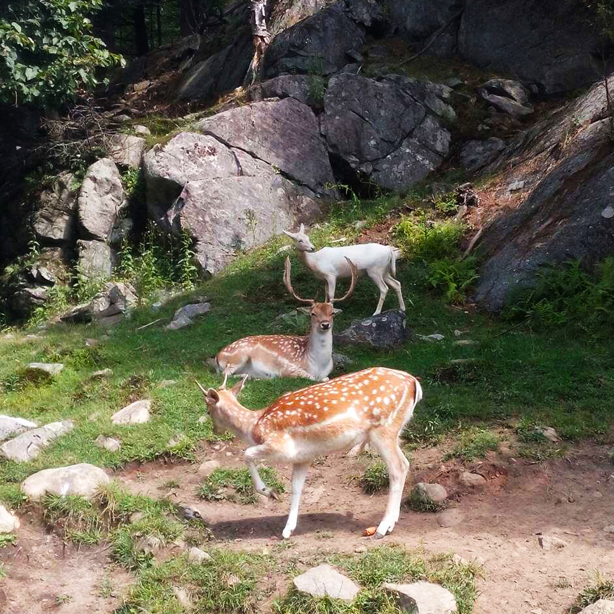 Grande aventure au Parc Oméga